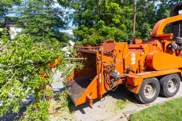 Best Residential Tree Removal  in USA